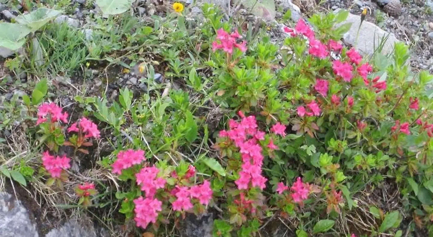 Elisabeth Serfaus Garten