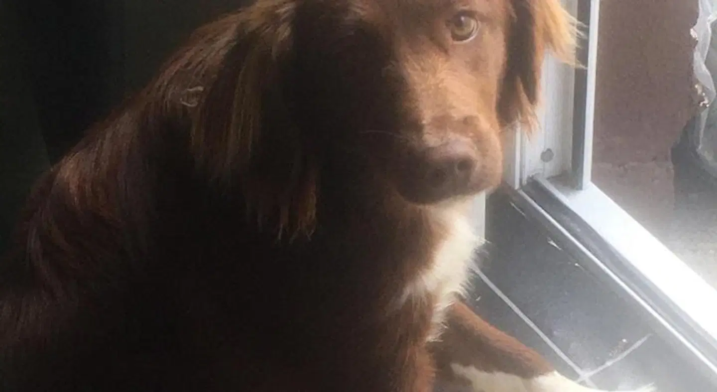Bru Na Pairce Tiere