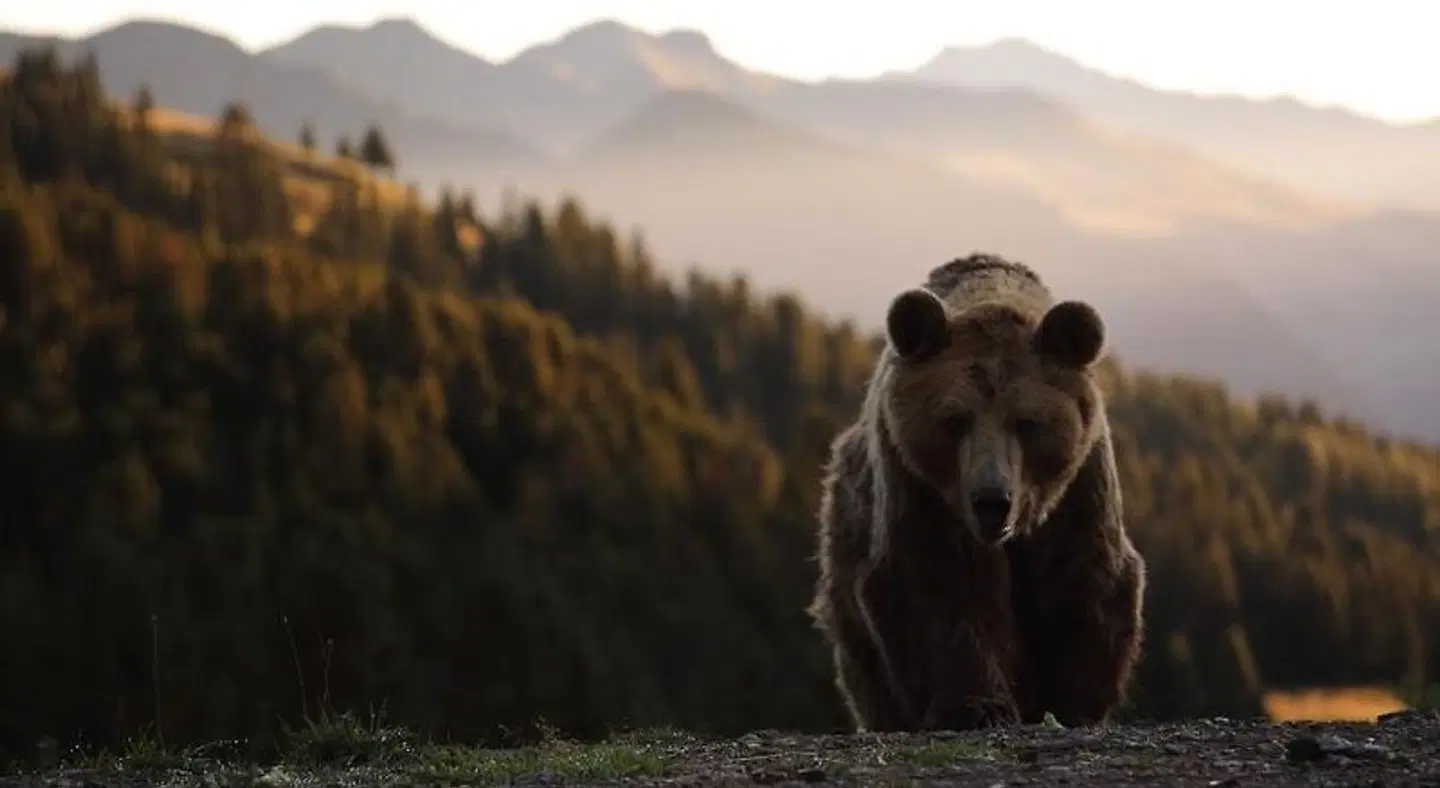 Valsana Hotel & Appartements Tiere