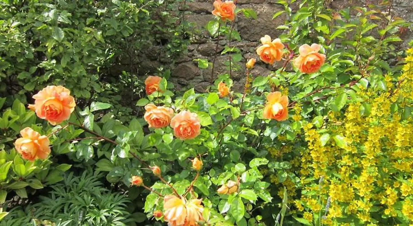 Crawfords Guest house LANDSCAPE