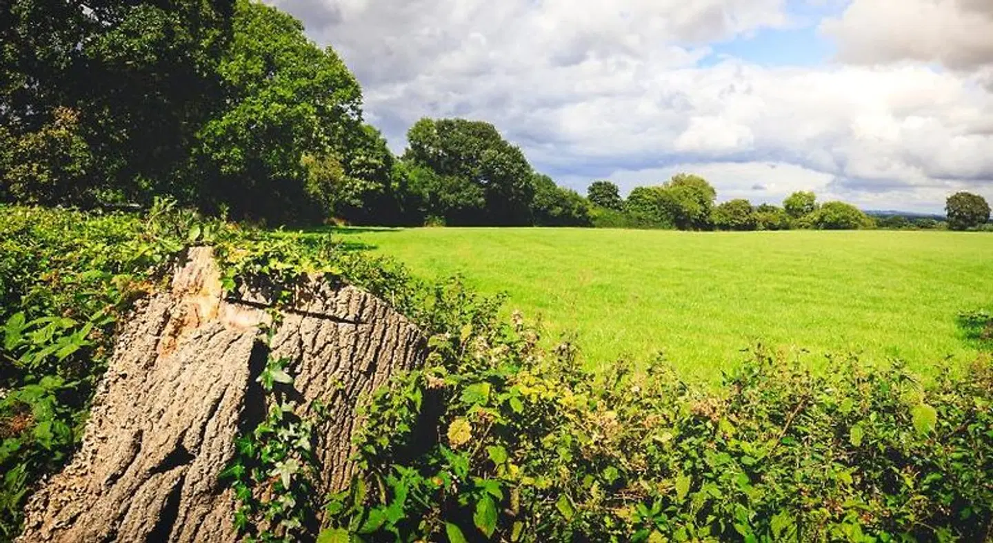 Oak Mead LANDSCAPE