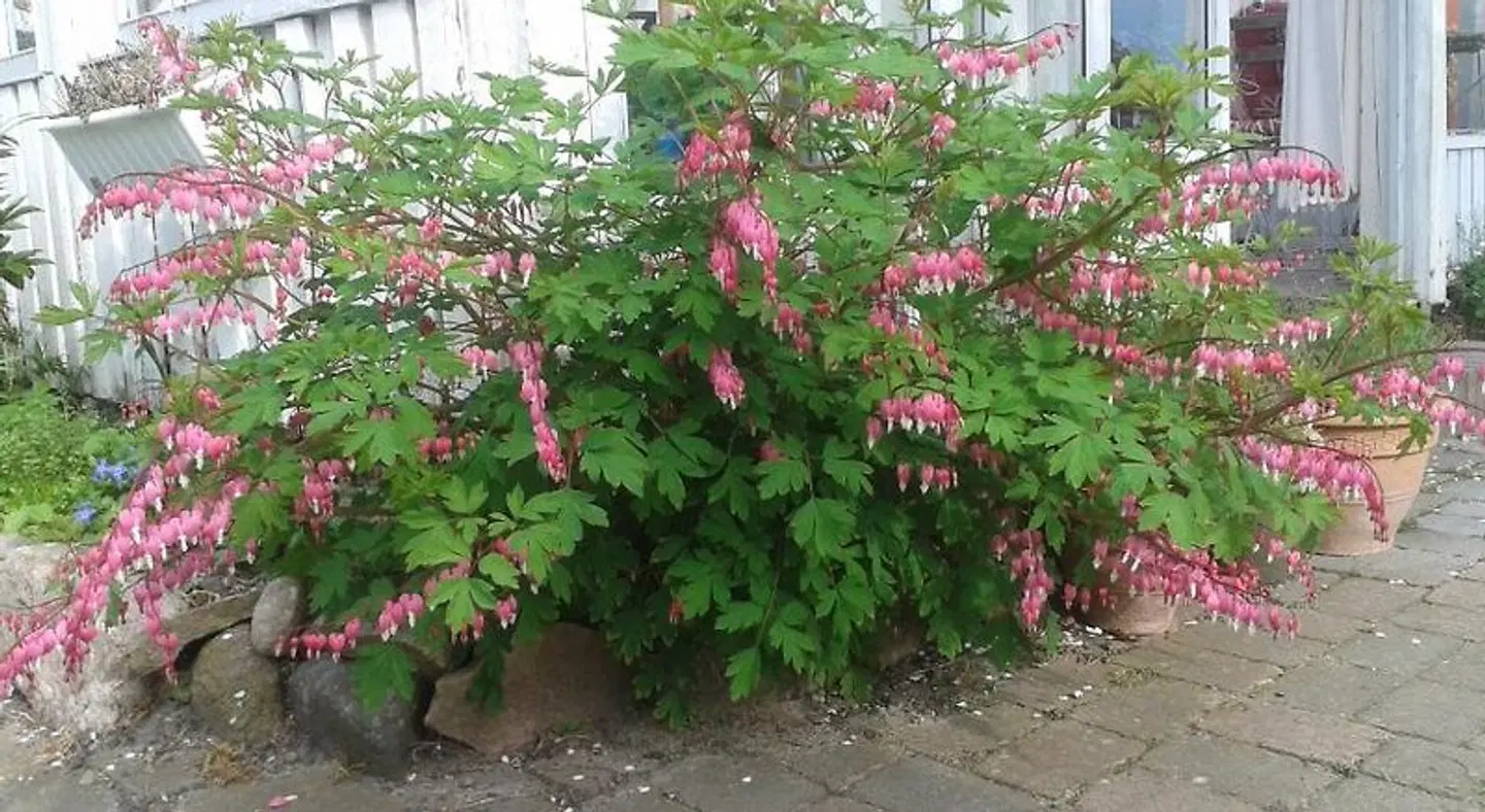Belvedere B&B Garten