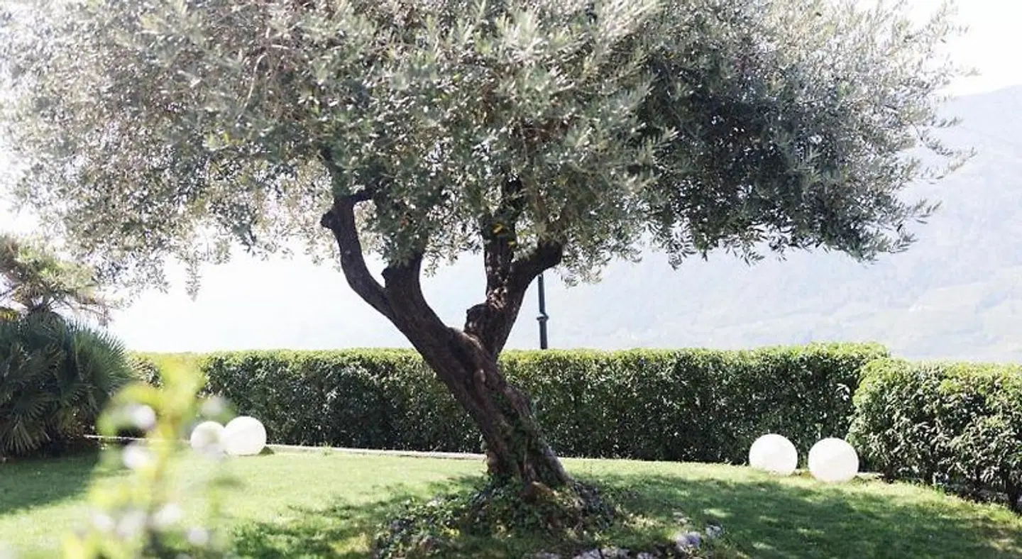 Paradies LANDSCAPE
