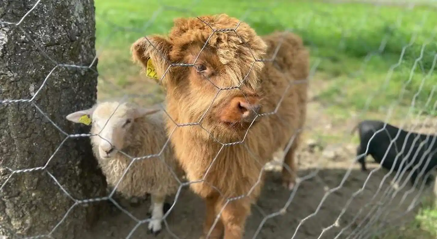 Brekke Apartments Tiere