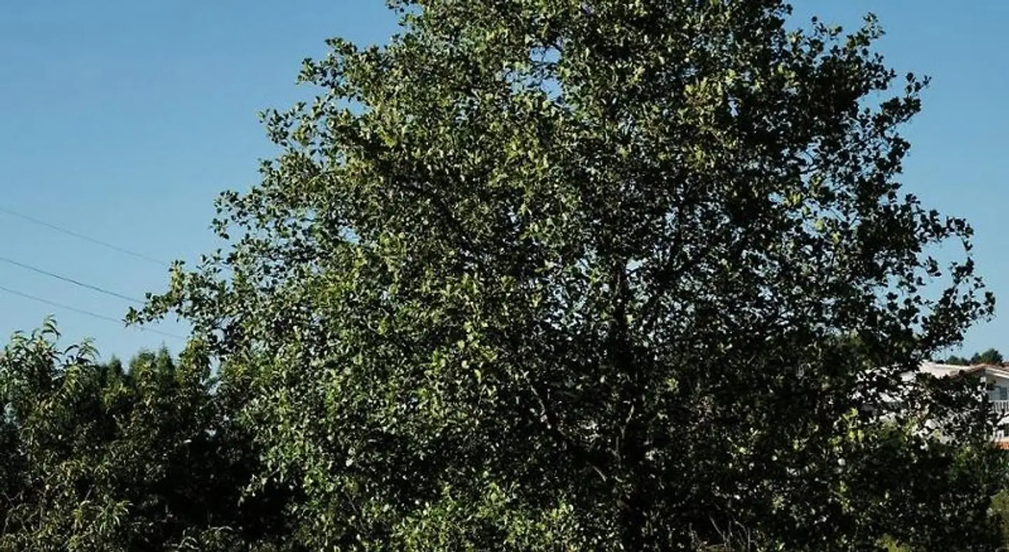 Quinta de Vodra LANDSCAPE