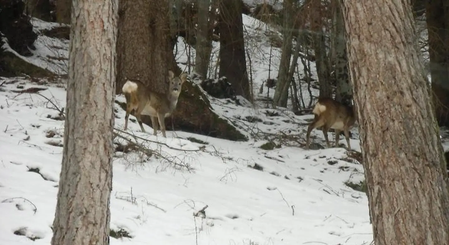 Albergo La Ruscoletta Tiere