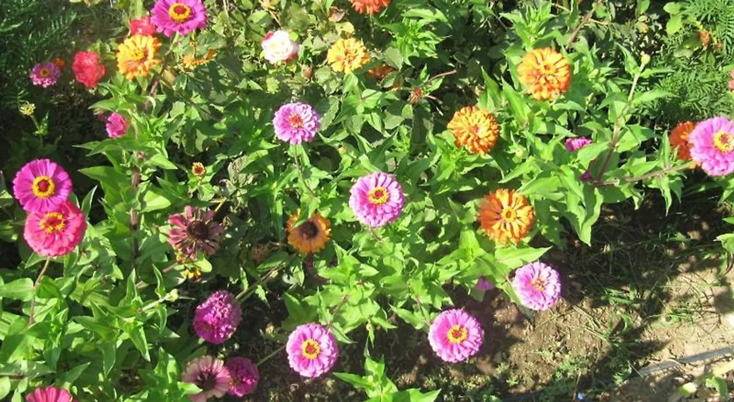 Daniel's Studios LANDSCAPE