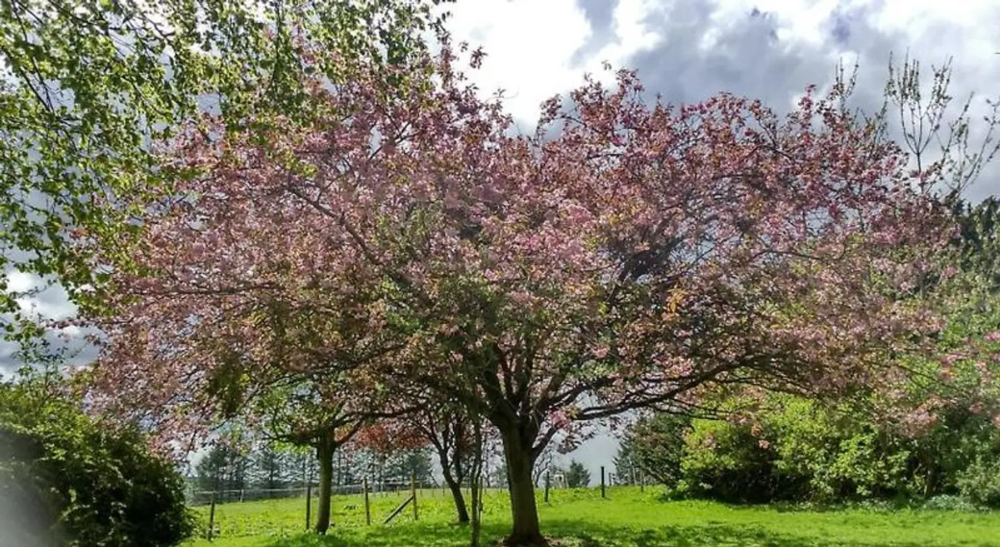 Disblair House LANDSCAPE