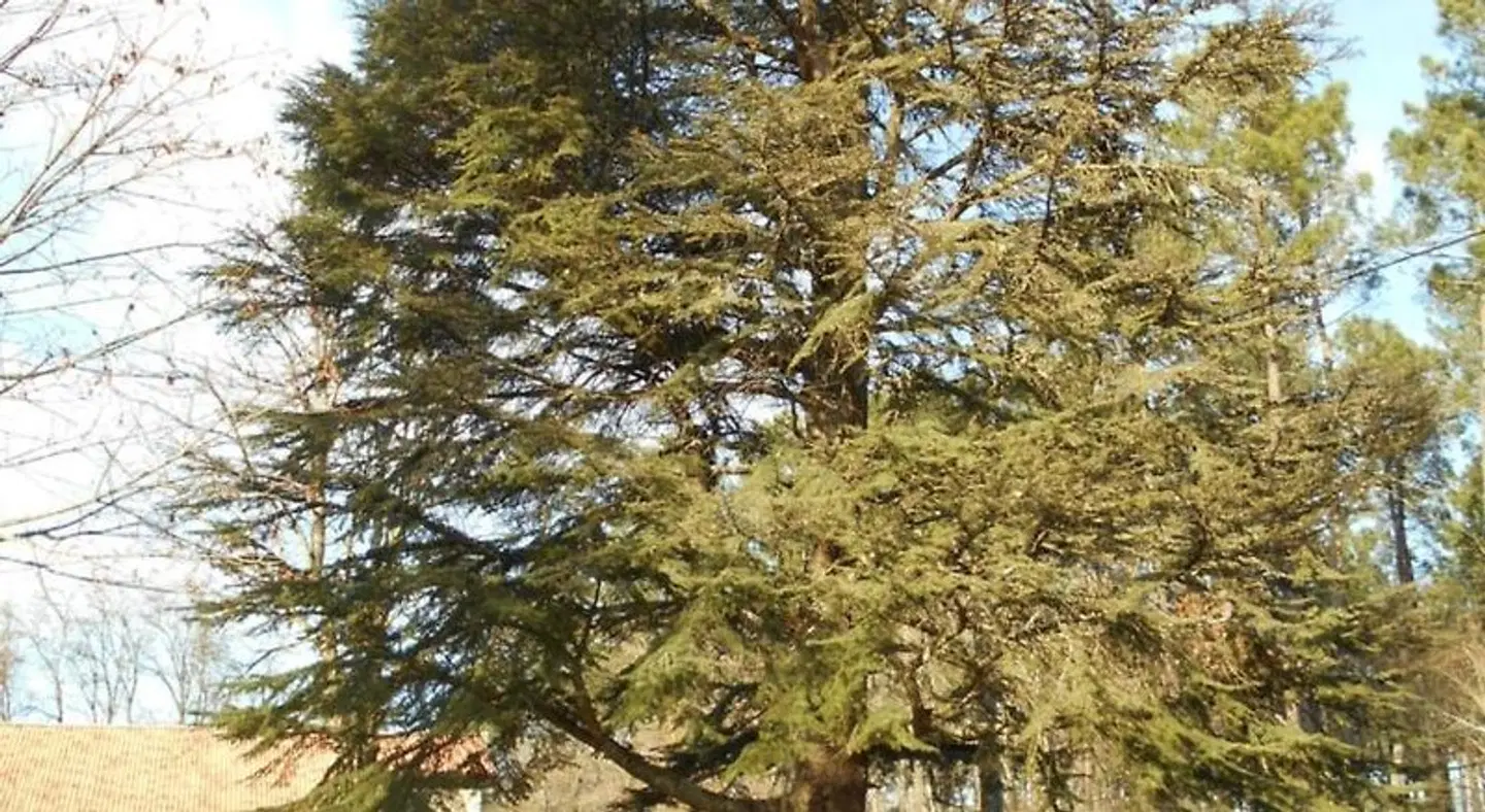 VILLA CAPSYLVAINE LANDSCAPE