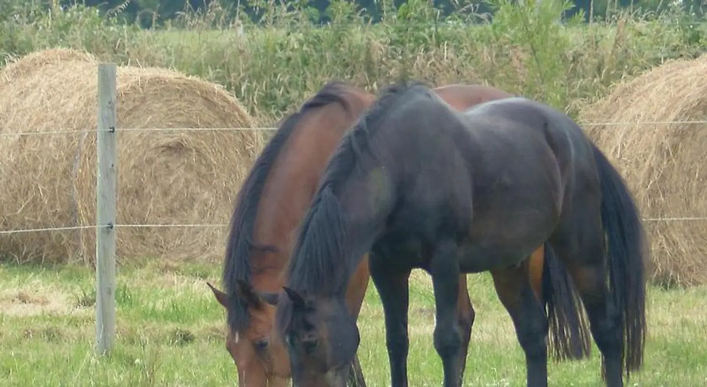 Paardenhof Guesthouse Tiere