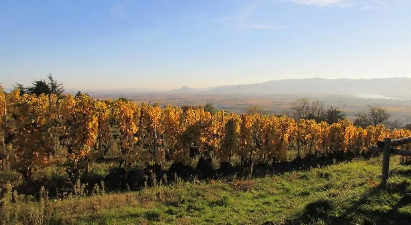 Gîte Le Papillon - Le Cocon de Curson LANDSCAPE