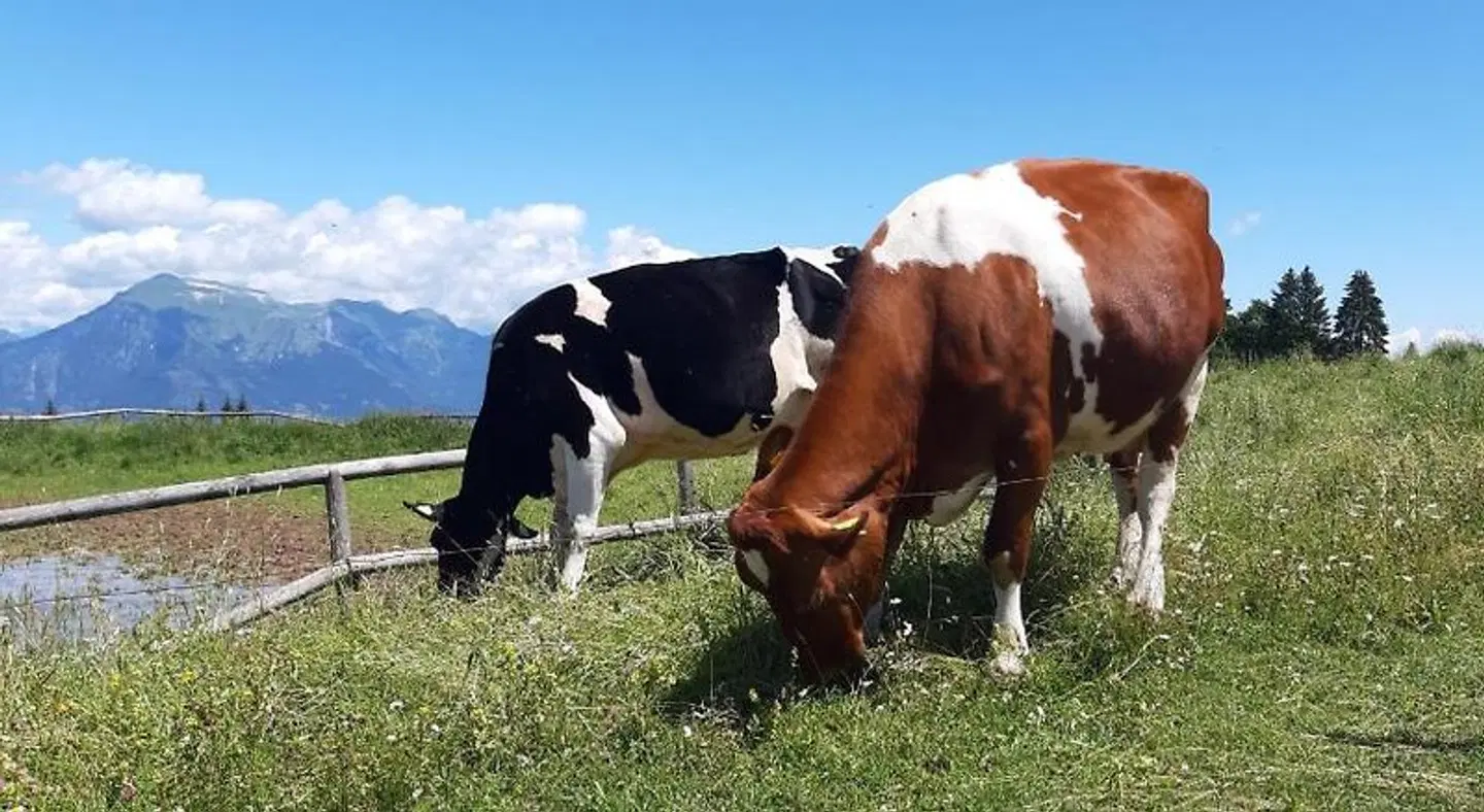 Albergo Chalet Abete Rosso Tiere