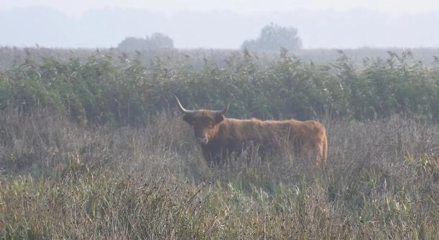 B & B De Houtwiel Tiere