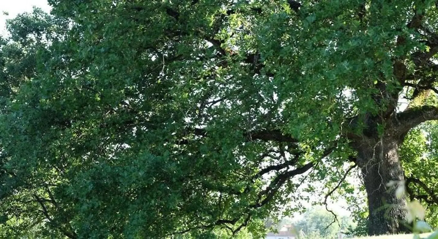 Manoir Saint Clair LANDSCAPE