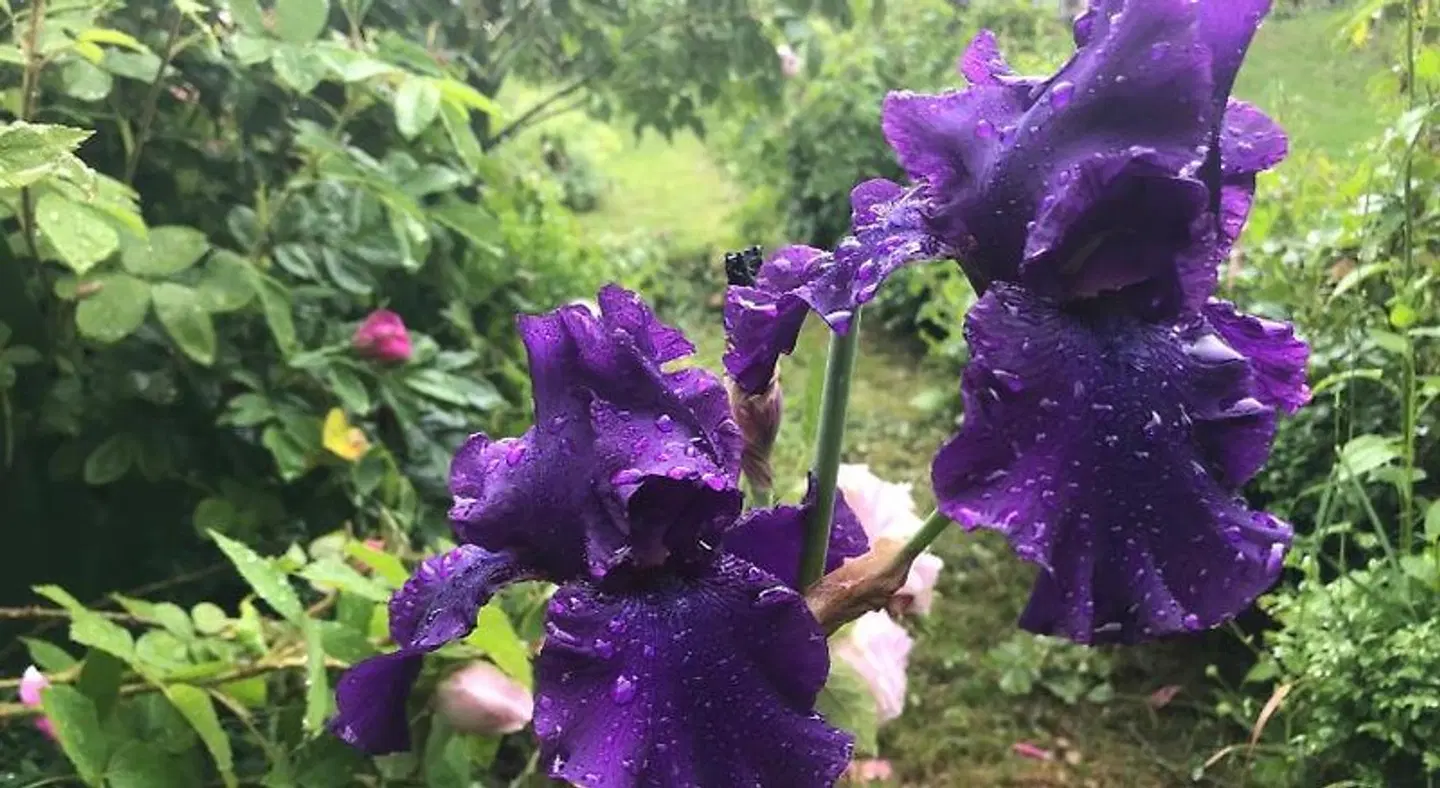 Le Figarelou Garten