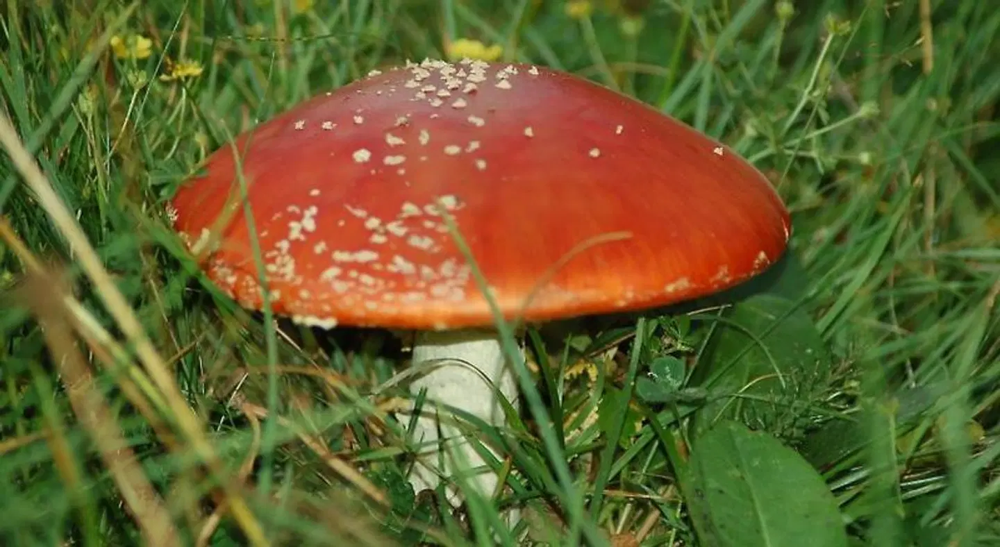 Apartamentos Borda Falceto Tiere
