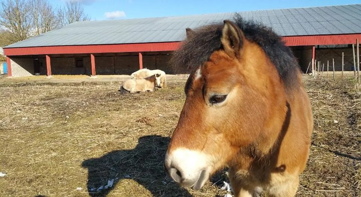 Dalhem Tiere