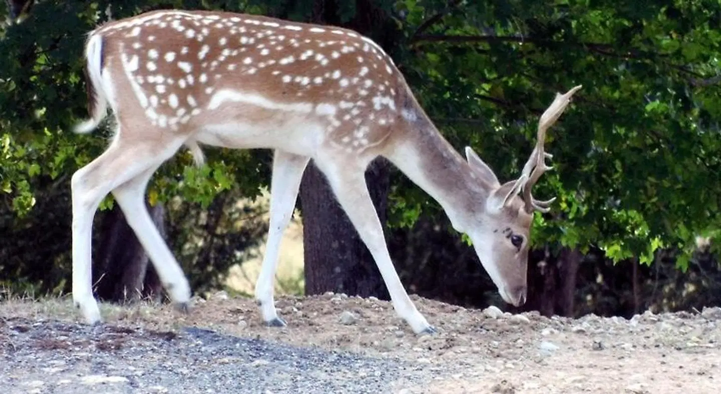 Domaine St Andrieu - Lodges Tiere