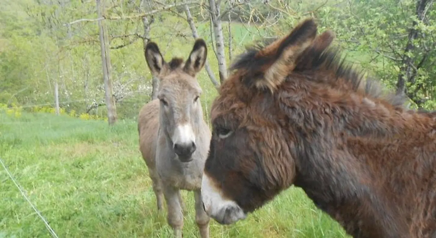 Chambre d'Hôtes et Gîte des Monts Tiere