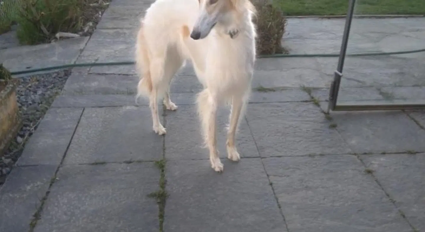 Swiss Borzoi House Tiere