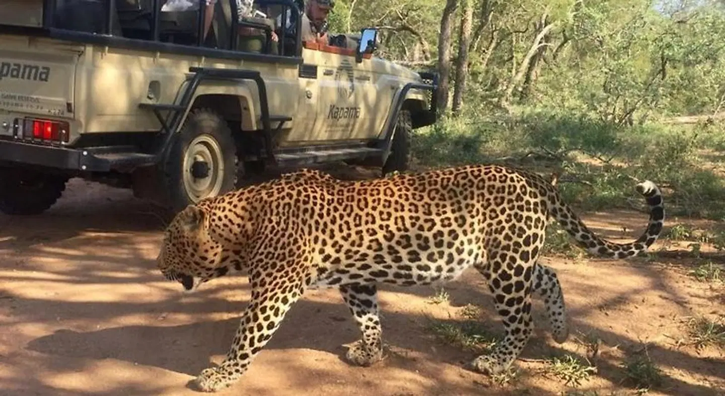 Kapama Private Game Reserve - Kapama Buffalo Camp Tiere