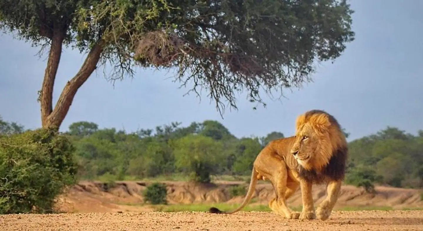 Kapama Private Game Reserve - Kapama Buffalo Camp Tiere