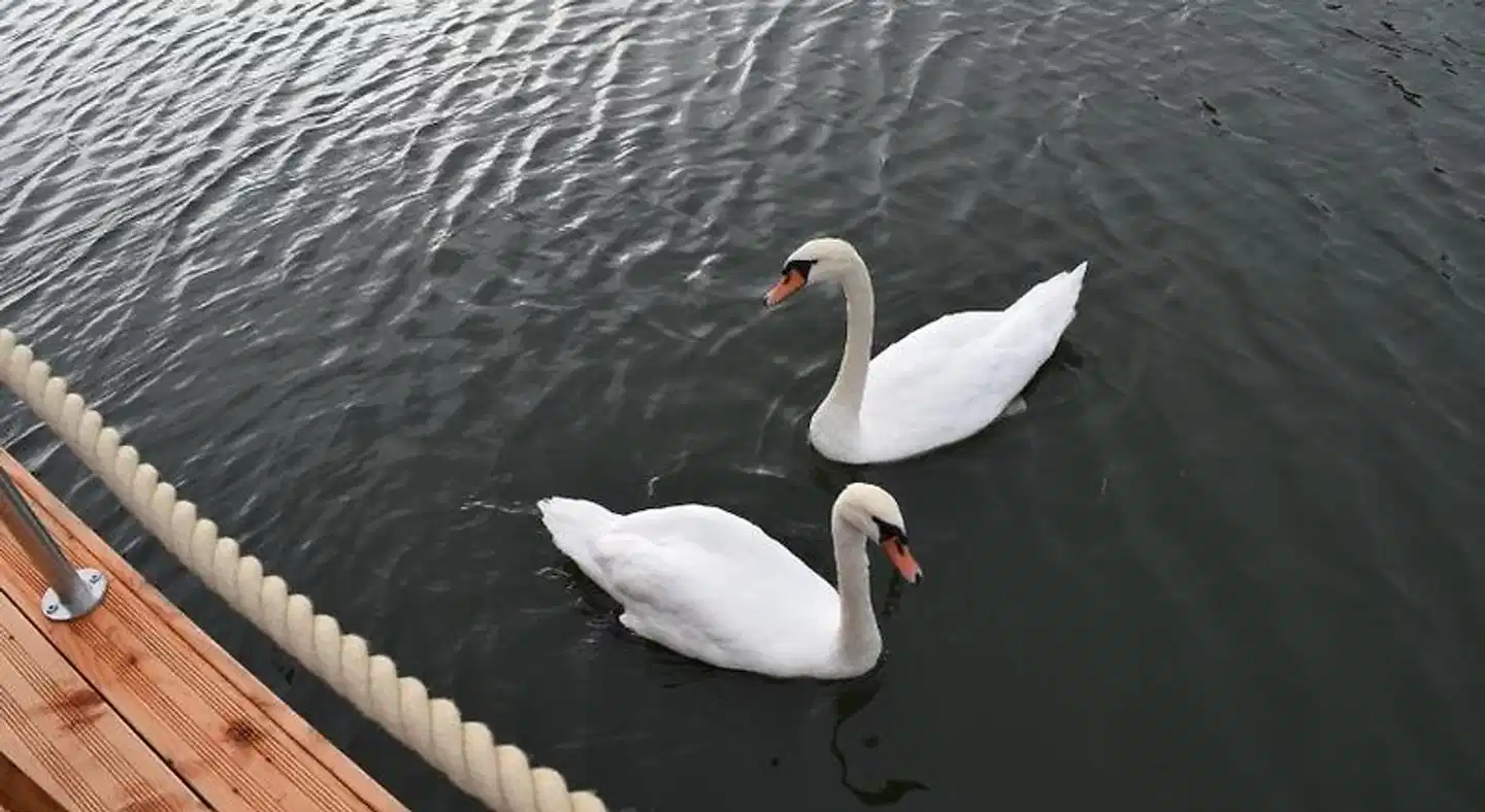 Schwimmende Hauser im BALTIC SEA RESORT Tiere