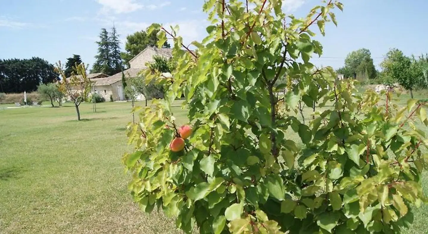 Mas en pierres dans le Luberon Garten