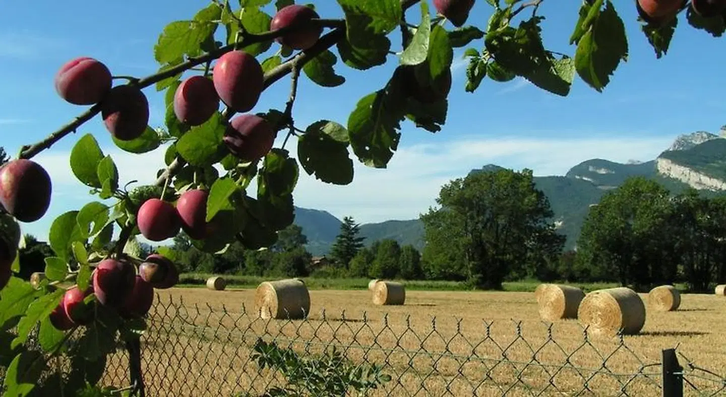 Les Champs Dorés Tiere