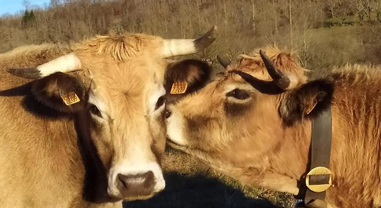 RESIDENCE FLEURS D'AUBRAC Tiere