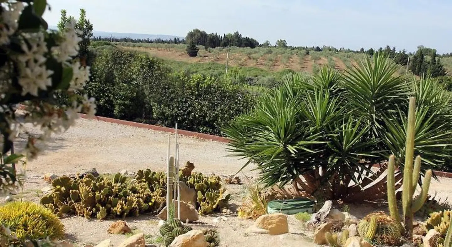Palmas Dorada LANDSCAPE