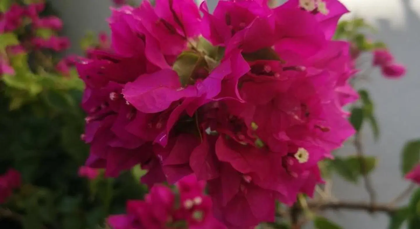 Casa Segota LANDSCAPE