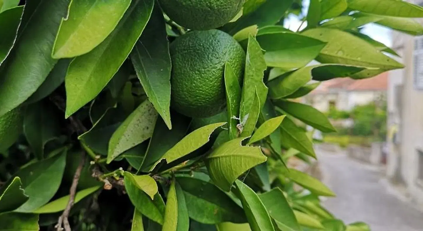 Casa Segota LANDSCAPE