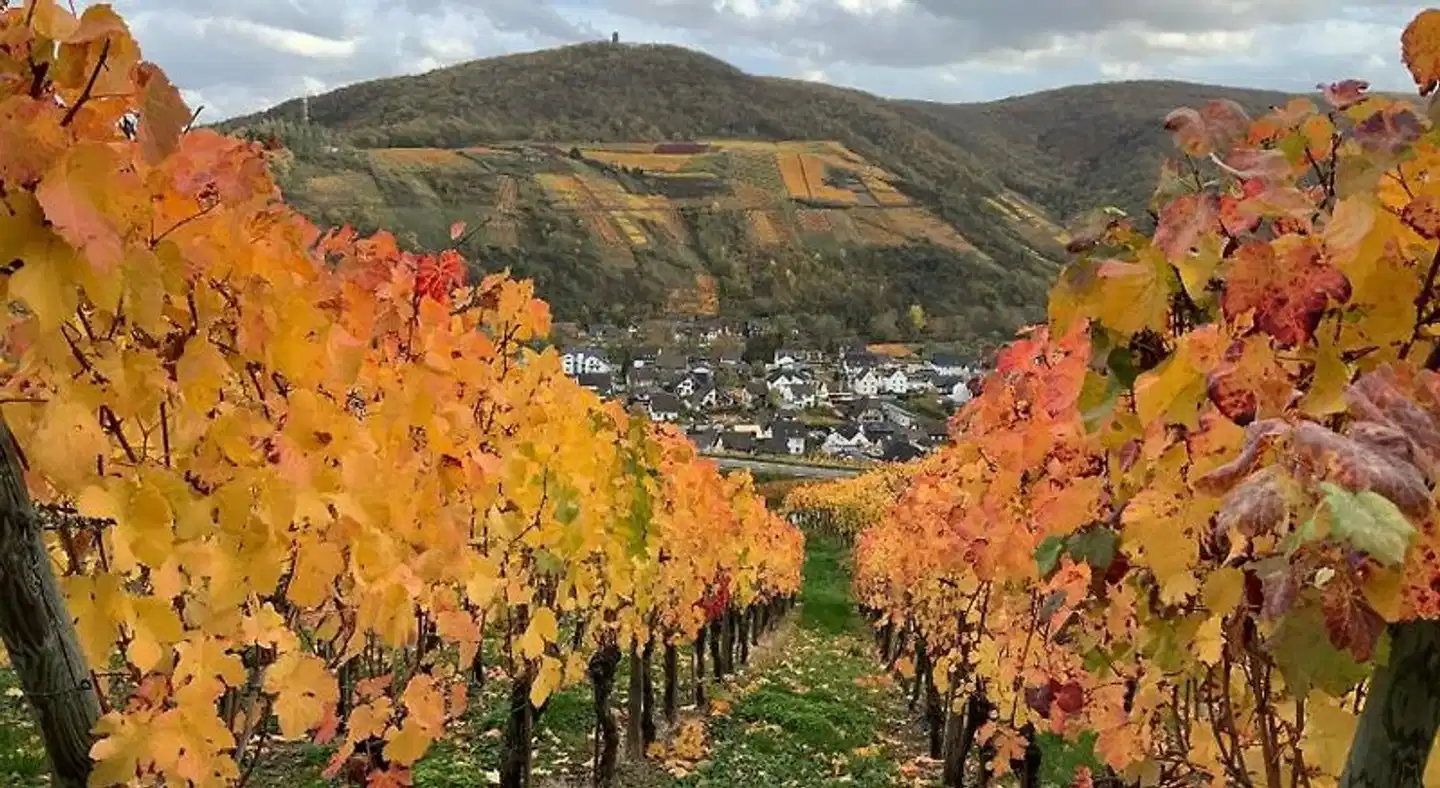 RheinVilla ARTE Landschaft