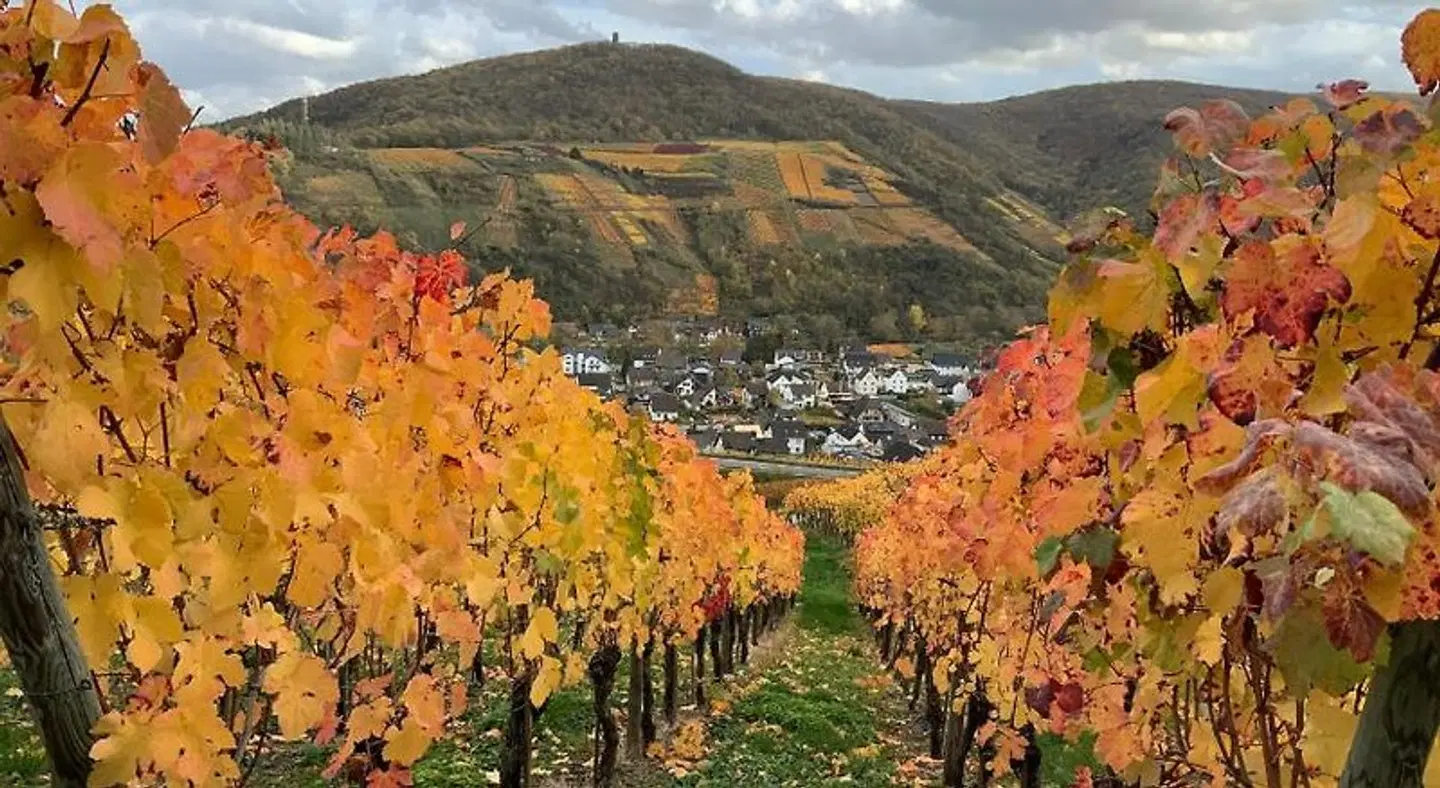 RheinVilla ARTE LANDSCAPE