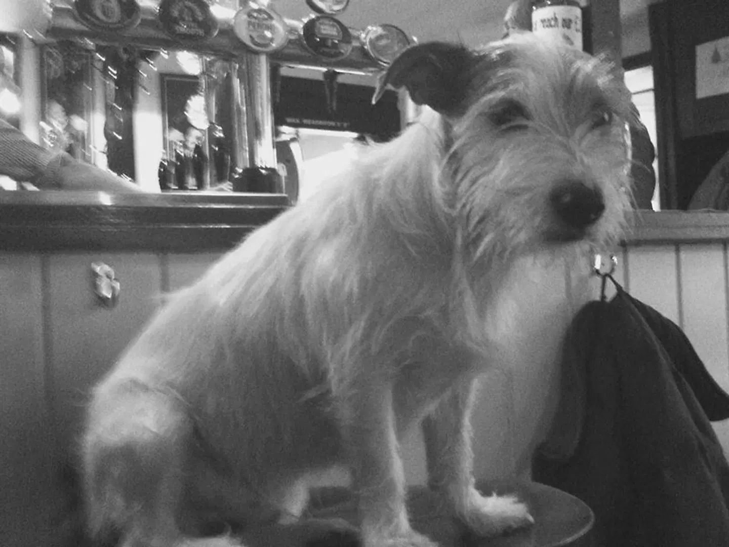 The White Hart Tiere