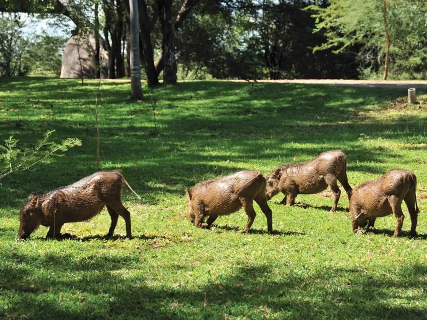 Lokuthula Lodges Tiere