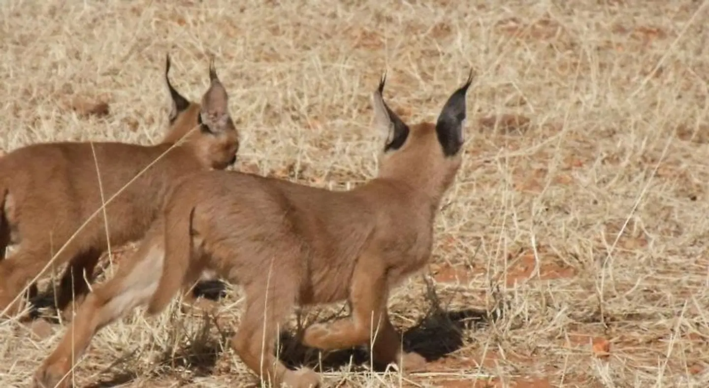 Okutala Etosha Lodge Tiere