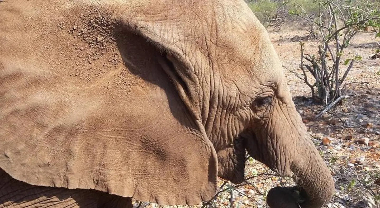 Okutala Etosha Lodge Tiere