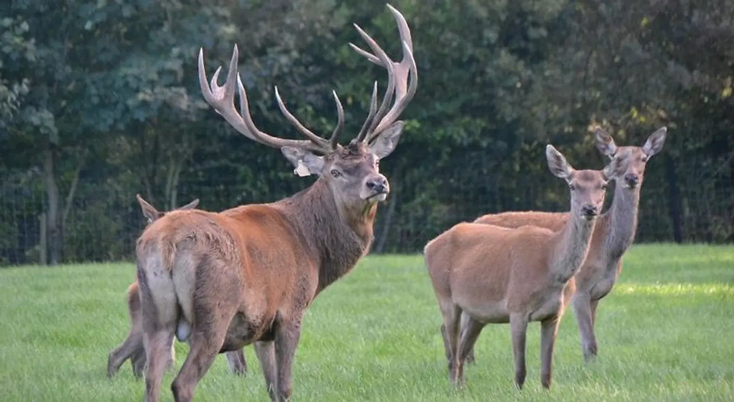 Ballinwillin House Tiere