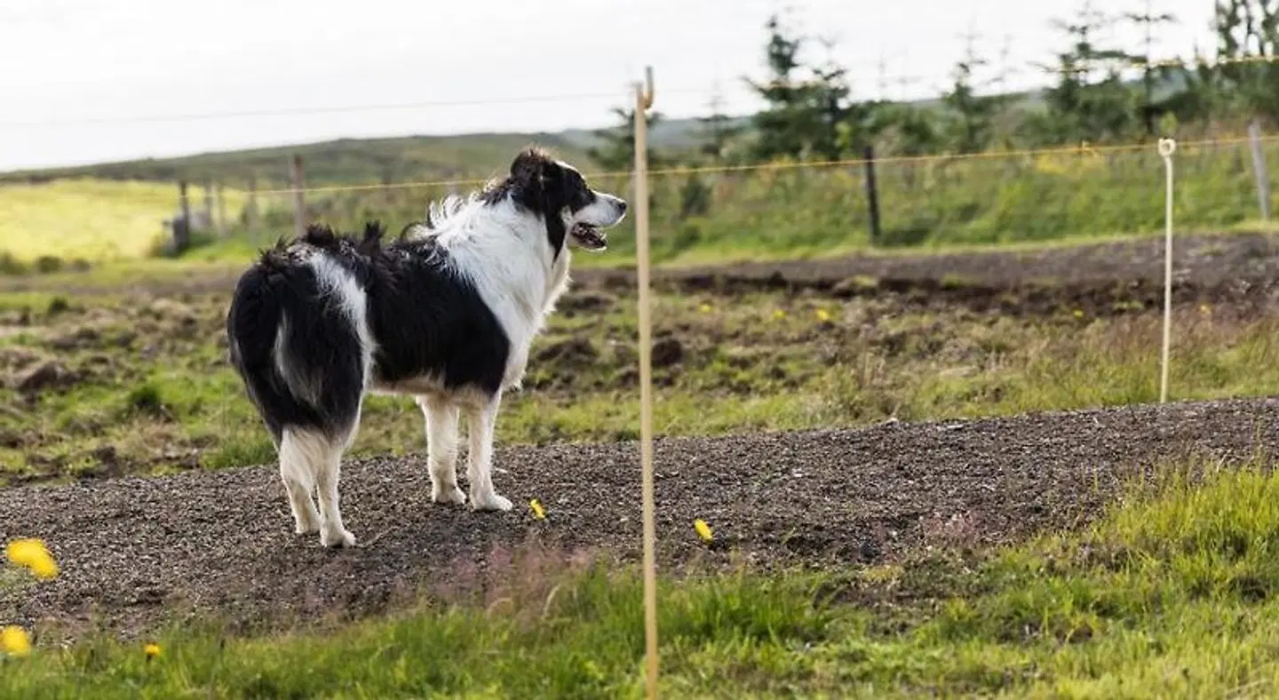 Klara's Farm Holidays Tiere