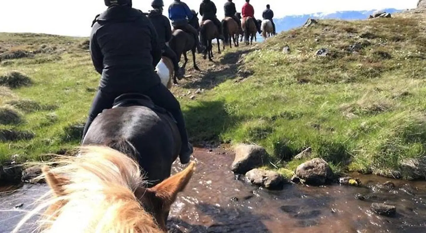 Syðra-Skorðugil Guesthouse Tiere
