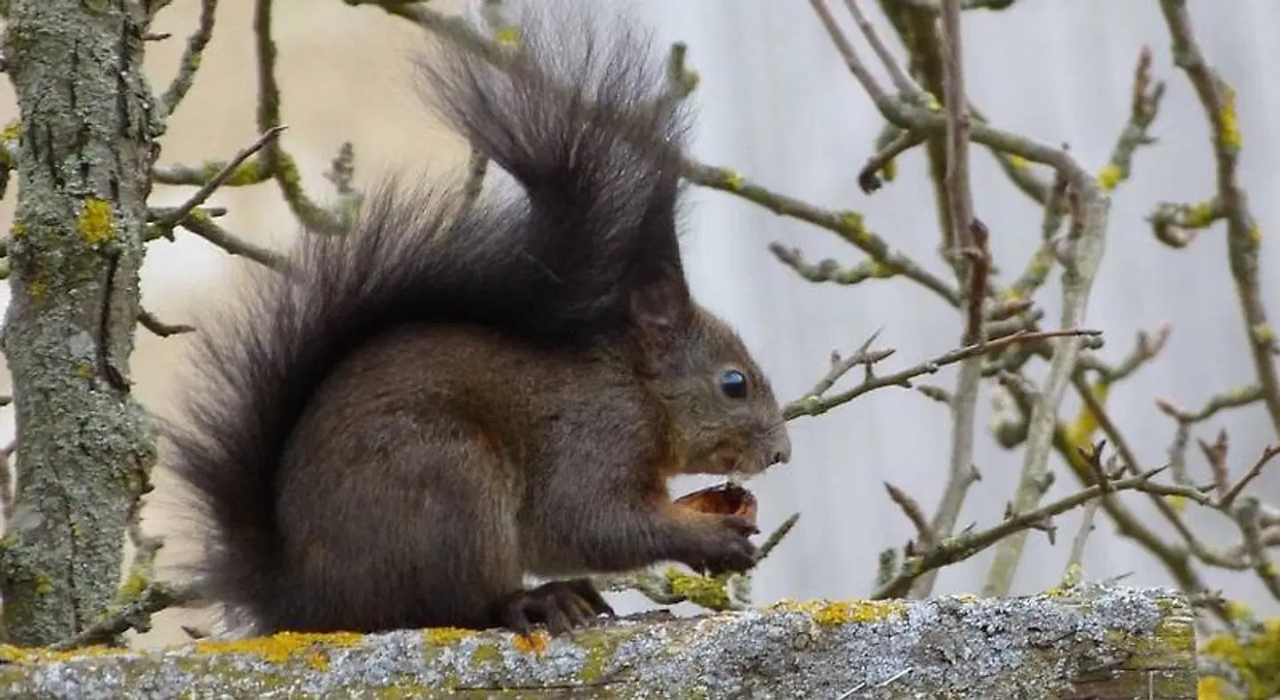 Cafe und Pension Ringer Tiere