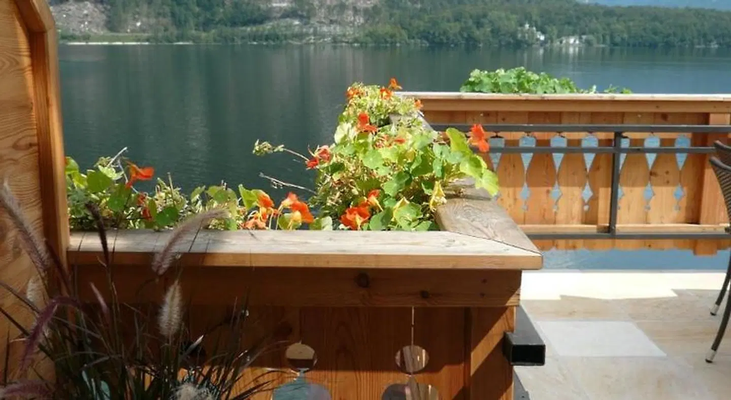 Grüner Baum Terrasse