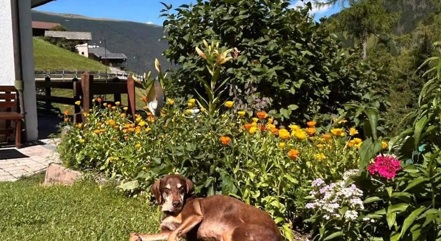App. Cesa Vedla Tiere