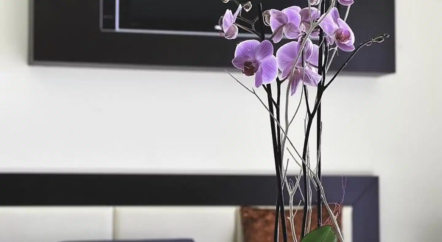 Marinella Sport und Entertainment