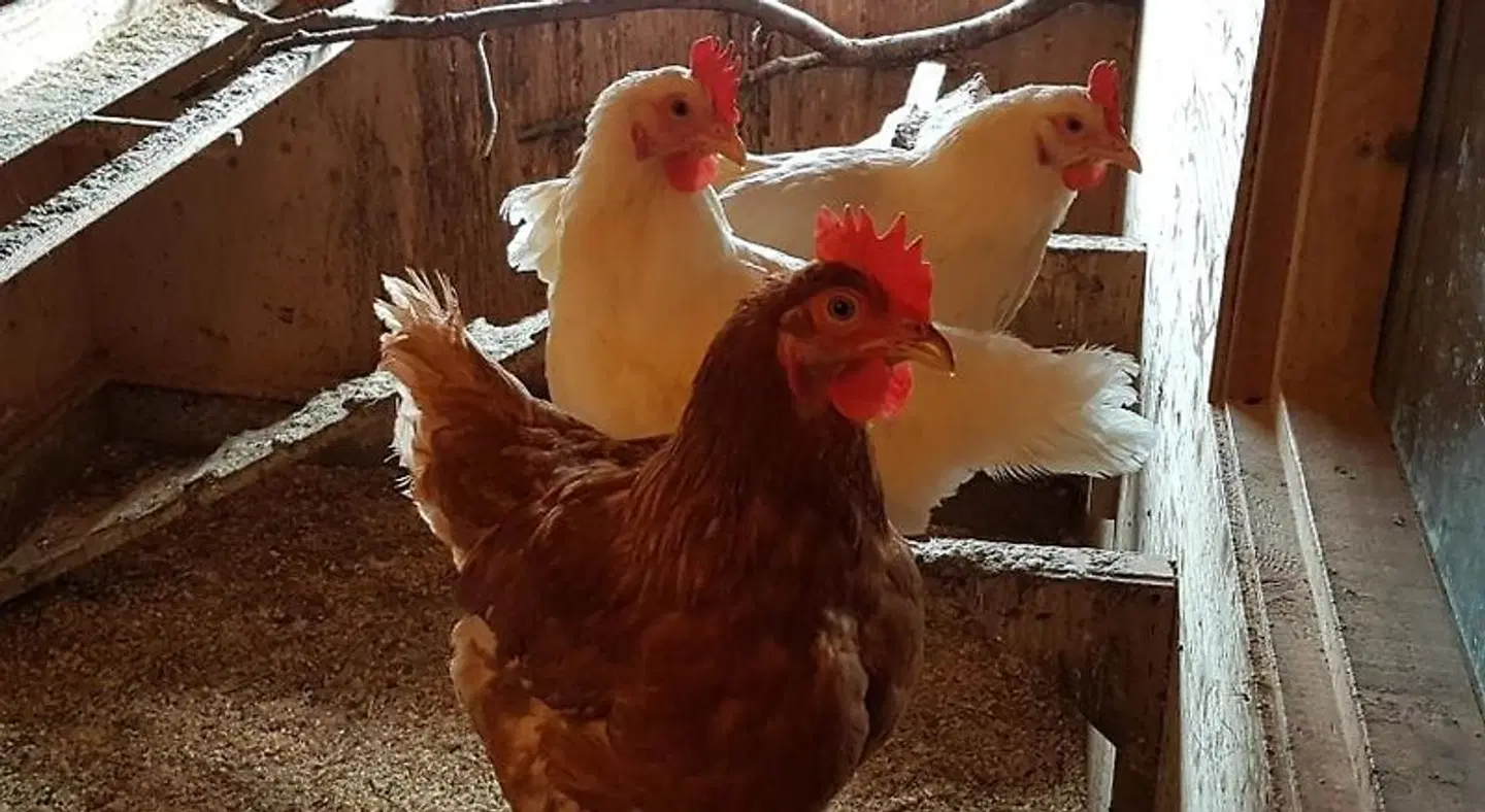 Klara's Farm Holidays Tiere