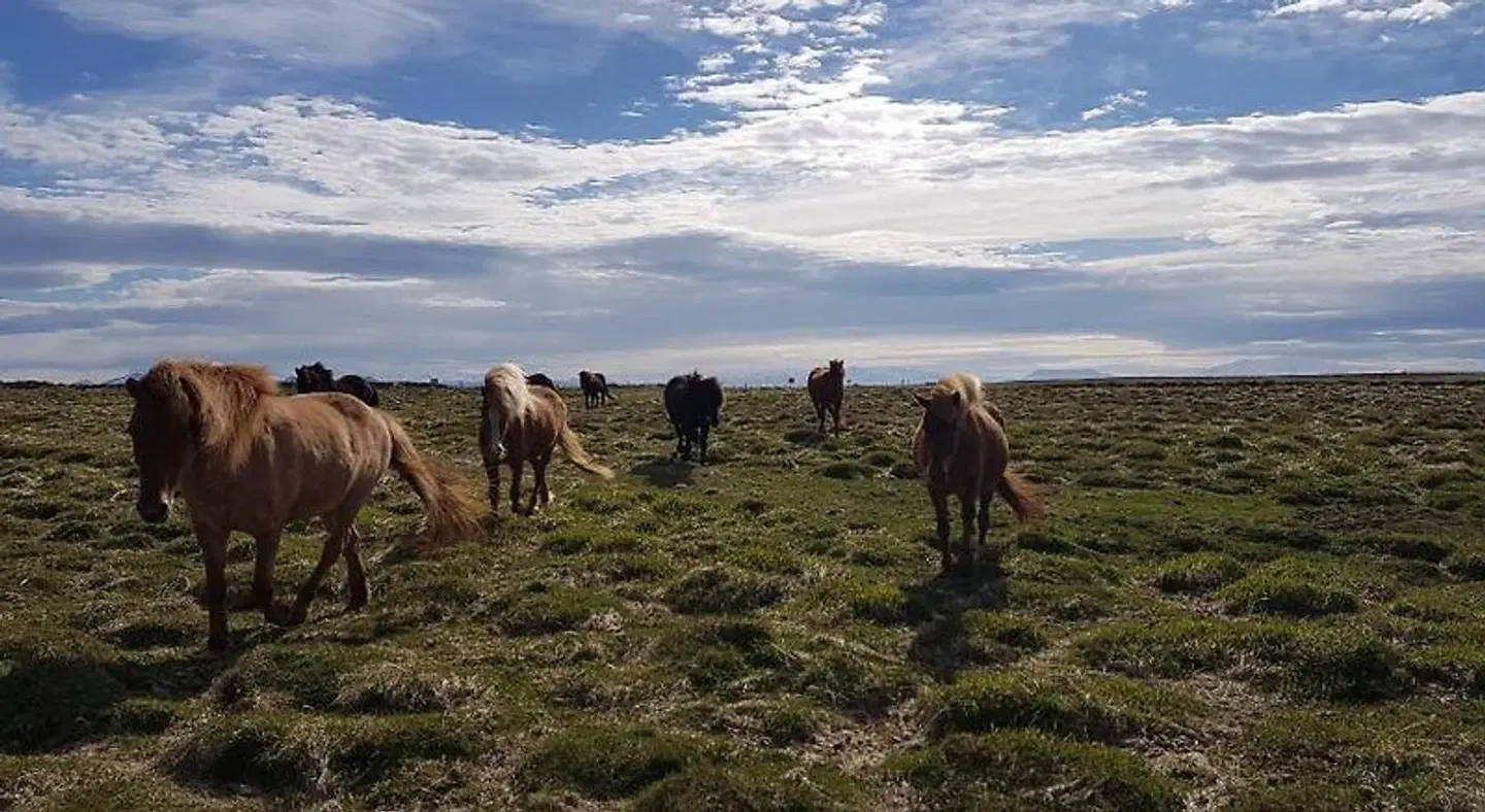 Klara's Farm Holidays Tiere