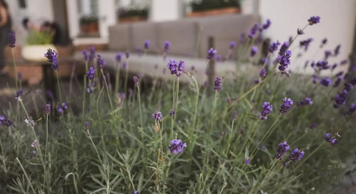Hotel Weingut Gehlen-Cornelius LANDSCAPE