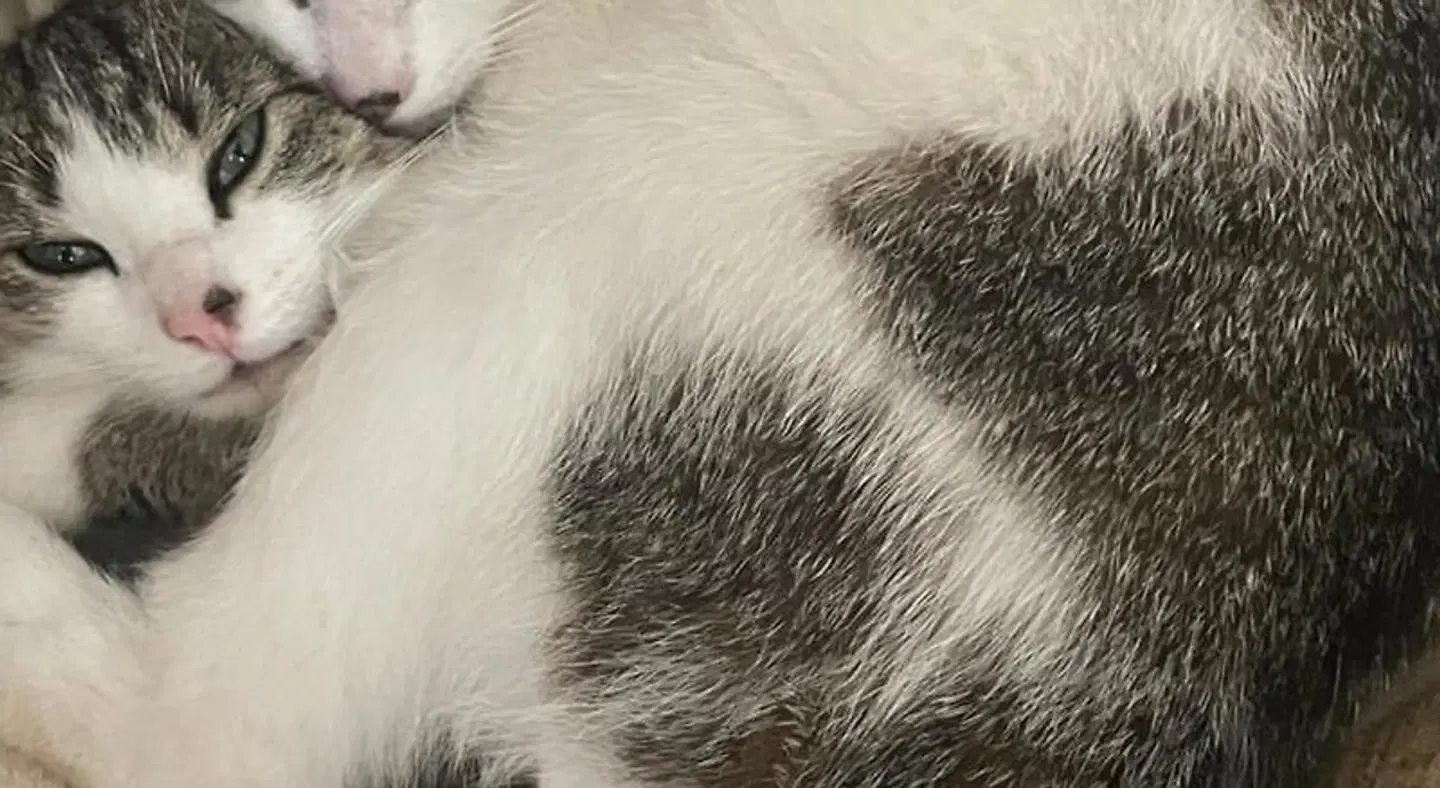 Bru Na Pairce Tiere